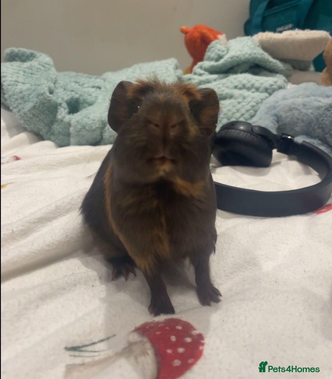 Guinea Pig rodents for sale: Male Guineapig - Image 1