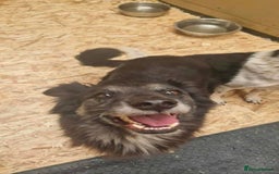 Mixed Breed dogs for adoption: Meet Ollie, currently residing in Essex  - Image 2