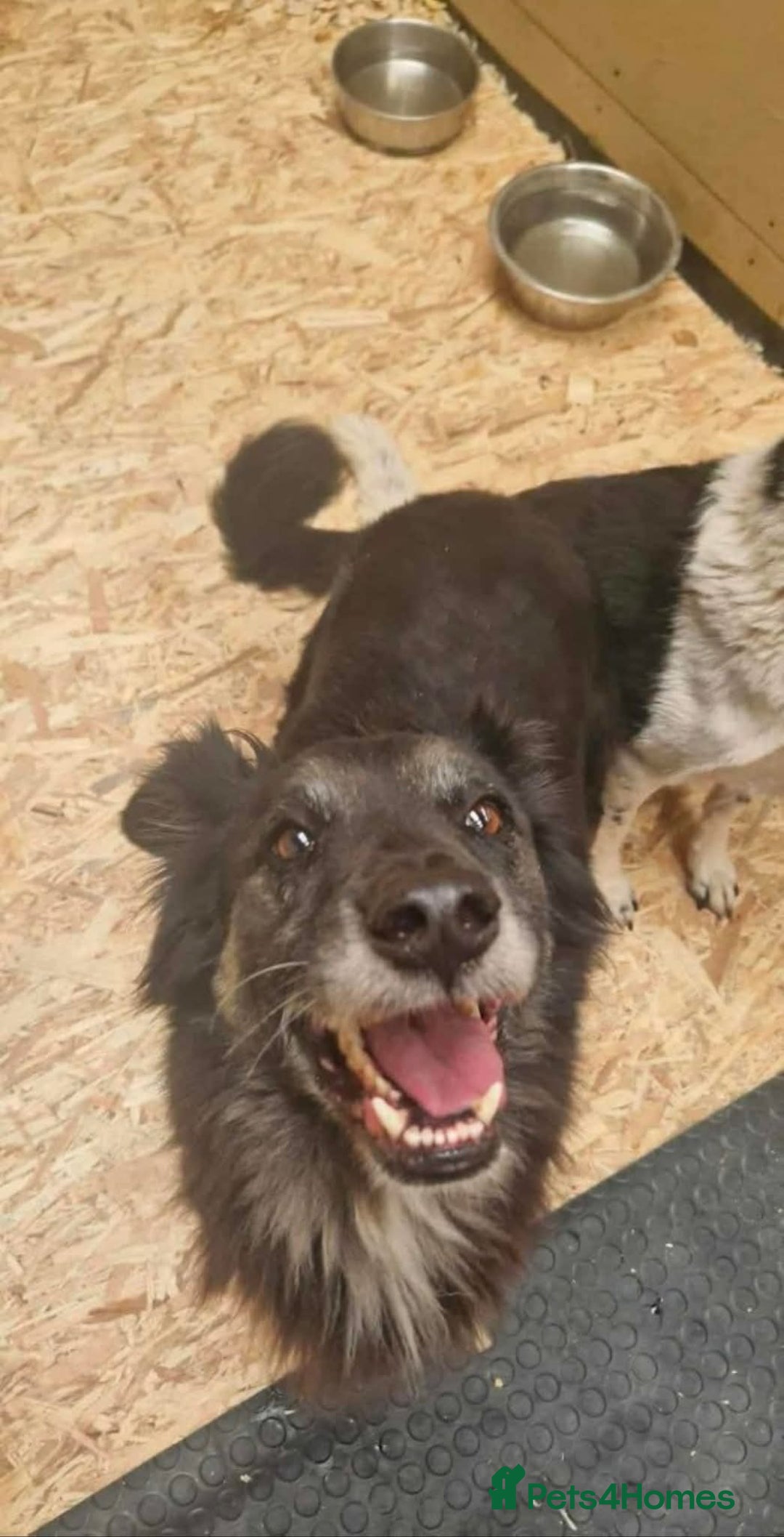Mixed Breed dogs for adoption: Meet Ollie, currently residing in Essex  - Image 2