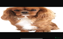 Cavapoo dogs for sale: Extensively health tested F1 Cavapoos  - Image 17
