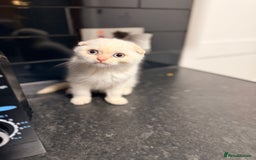 Scottish Fold cats for sale: Sweet Baby Foldie 🐱🐾 - Image 6