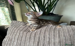 Bengal cats for sale: TICA Bengal kittens for sale . 🐱 - Image 11