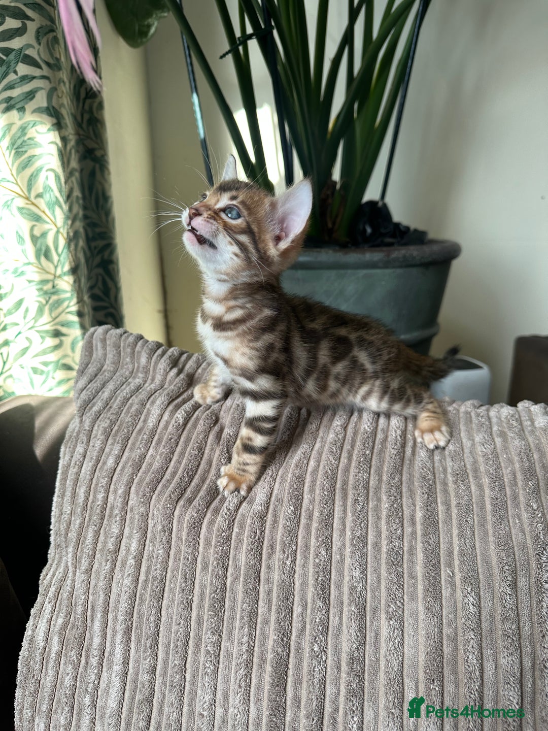Bengal cats for sale: TICA Bengal kittens for sale . 🐱 - Image 11