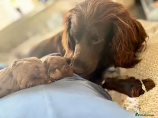 Cocker Spaniel dogs Beautiful litter of working cocker spaniels - Advert 6