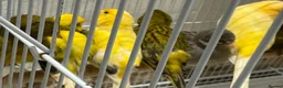 Canaries birds for sale: Canaries - Advert 1