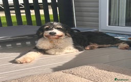Bernedoodle dogs for sale: Curtabemdoodles Bernedoodles  - Image 25