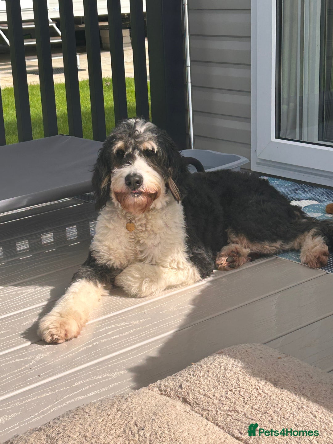 Bernedoodle dogs for sale: Curtabemdoodles Bernedoodles  - Image 25
