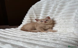 British Shorthair cats for sale: OUTSTANDING GCCF + HEALTH TESTED BSH + BLH KITTENS - Image 23