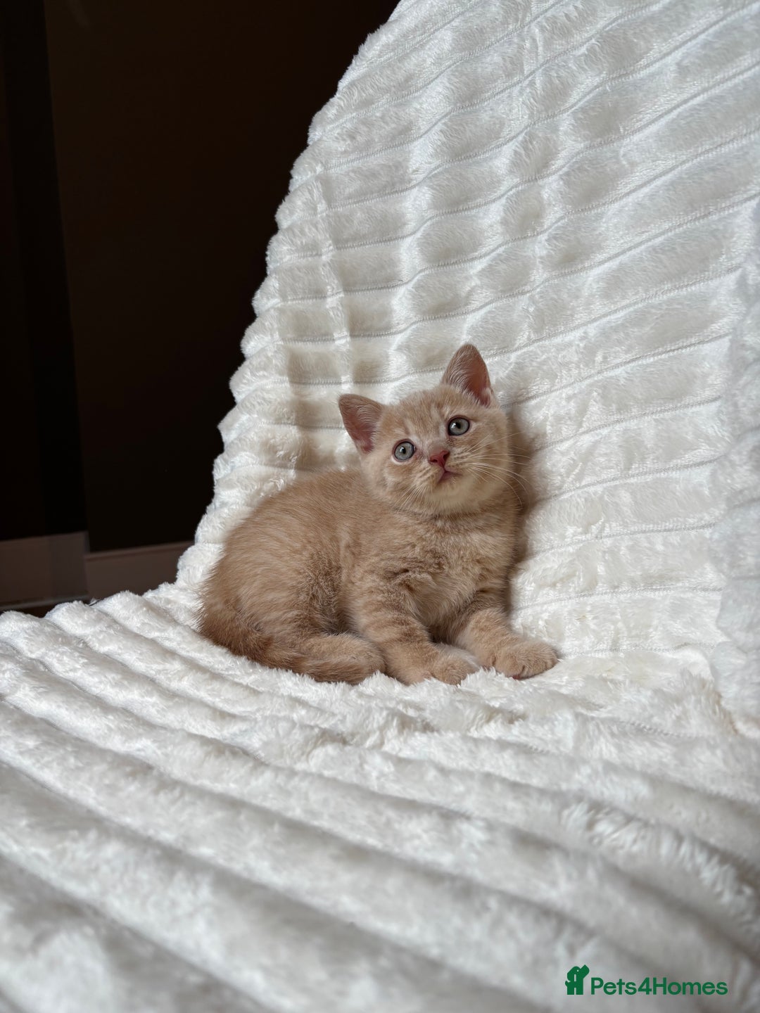 British Shorthair cats for sale: OUTSTANDING GCCF + HEALTH TESTED BSH + BLH KITTENS - Image 23