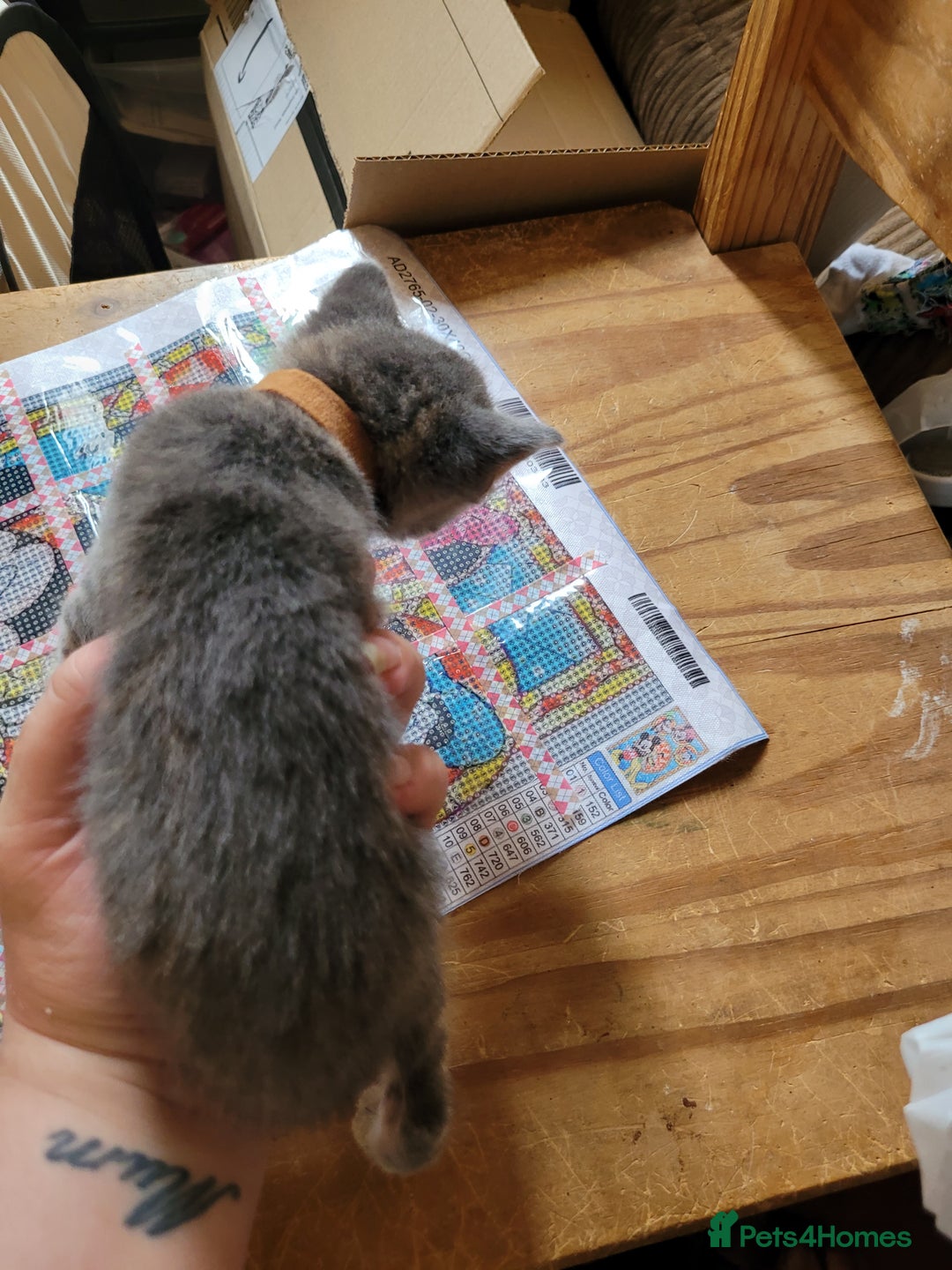 Domestic Shorthair cats for sale: 9 beautiful kittens - Image 4