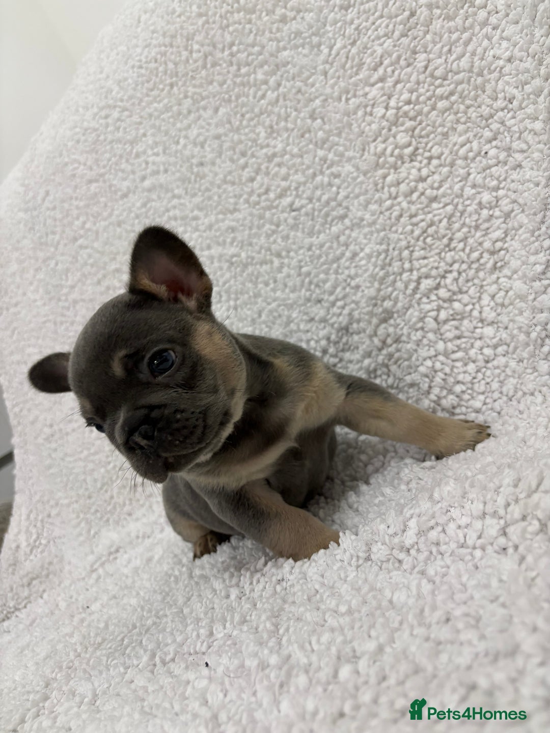 French Bulldog dogs for sale: French bulldog puppies  - Advert 7