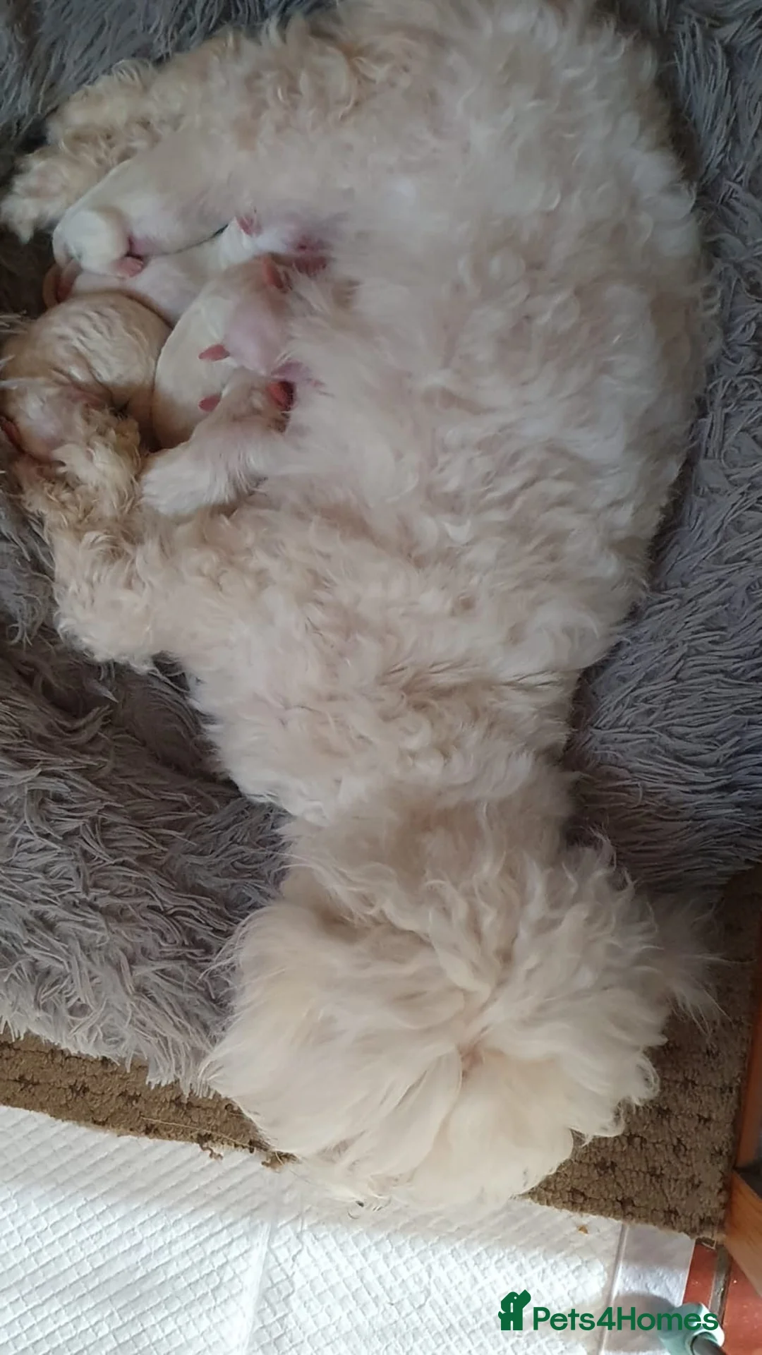 Bichon Frise dogs for sale: I sell puppies Bichon Frise  in Wolverhampton - Advert 2