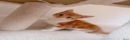 Mixed Breed cats for sale: Fiji, Ginger and white male kitten - Advert 7