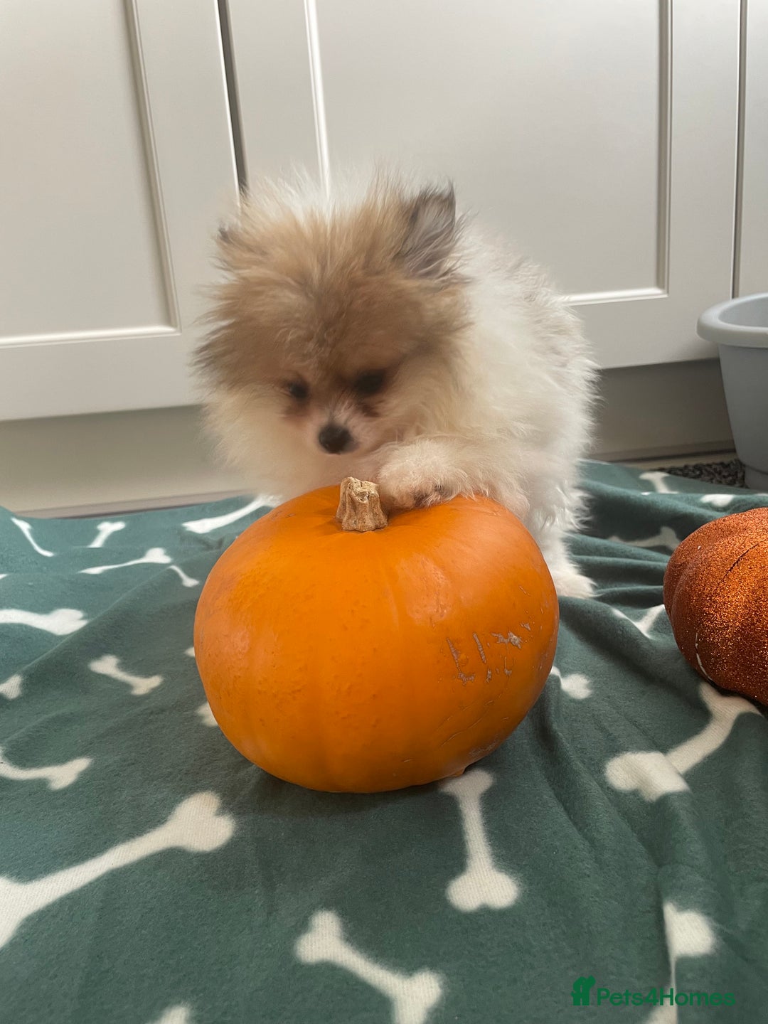 Pomeranian dogs for sale: Fluffy Pomeranian puppies - Image 13
