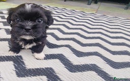 Shih Tzu dogs for sale: wonderful puppies  - Image 15