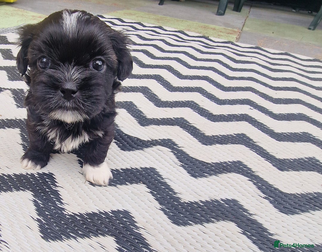 Shih Tzu dogs for sale: wonderful puppies  - Image 15