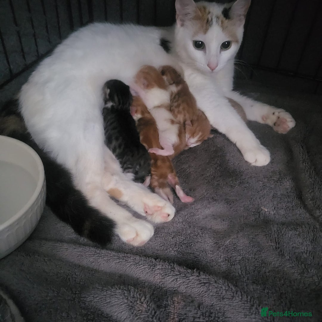 Mixed Breed cats for sale: 2 ginger male kittens, 1 female tabby - Image 8