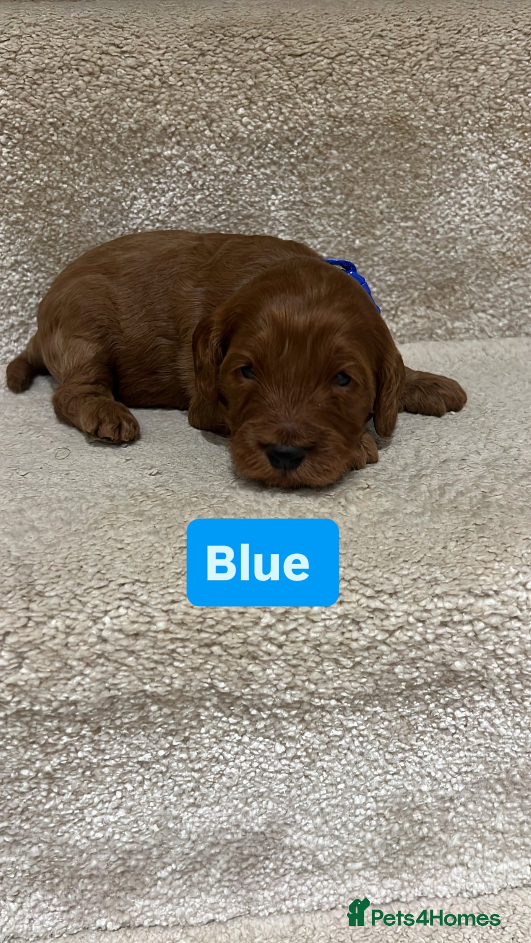 Cockapoo dogs for sale: FOX RED COCKAPOOS ⭐️⭐️ - Advert 16