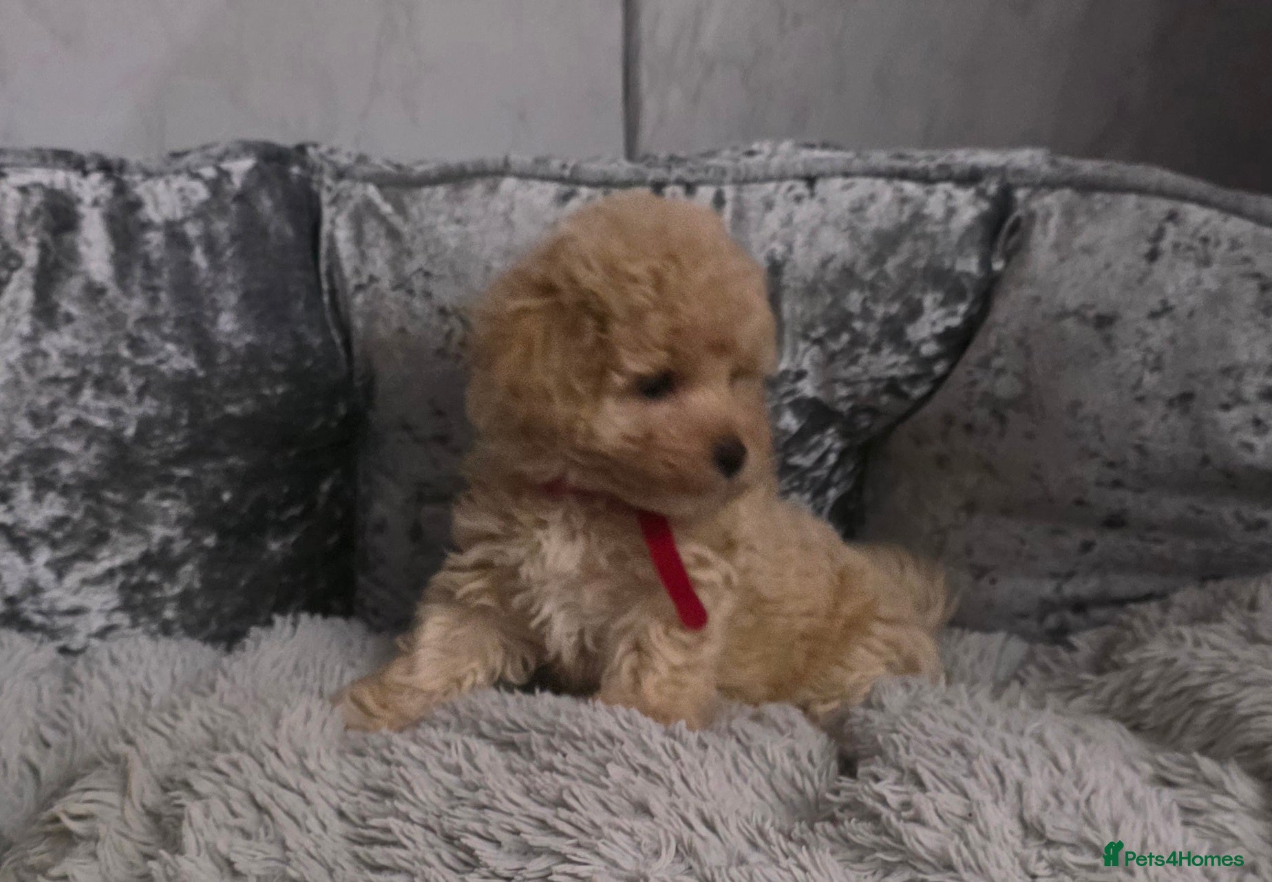 Maltipoo dogs Maltipoo F1 Toy Puppies  - Advert 14