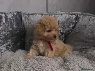 Maltipoo dogs Maltipoo F1 Toy Puppies - Advert 14