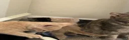 Mixed Breed cats for sale: Beautiful Kittens - Advert 10