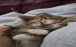 Khao Manee cats for sale: Mixed price Khao Manee kittens  - Image 23