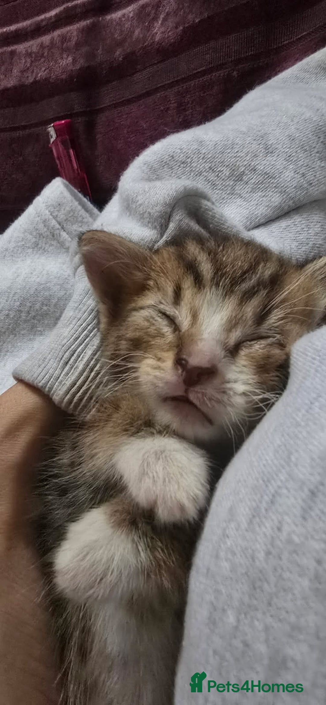 Khao Manee cats for sale: Mixed price Khao Manee kittens  - Image 23