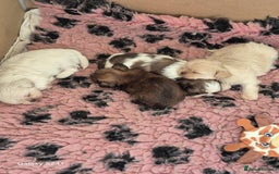 Shih Tzu dogs for sale: Outstanding Imperial Shih Tzu Pups - Image 4