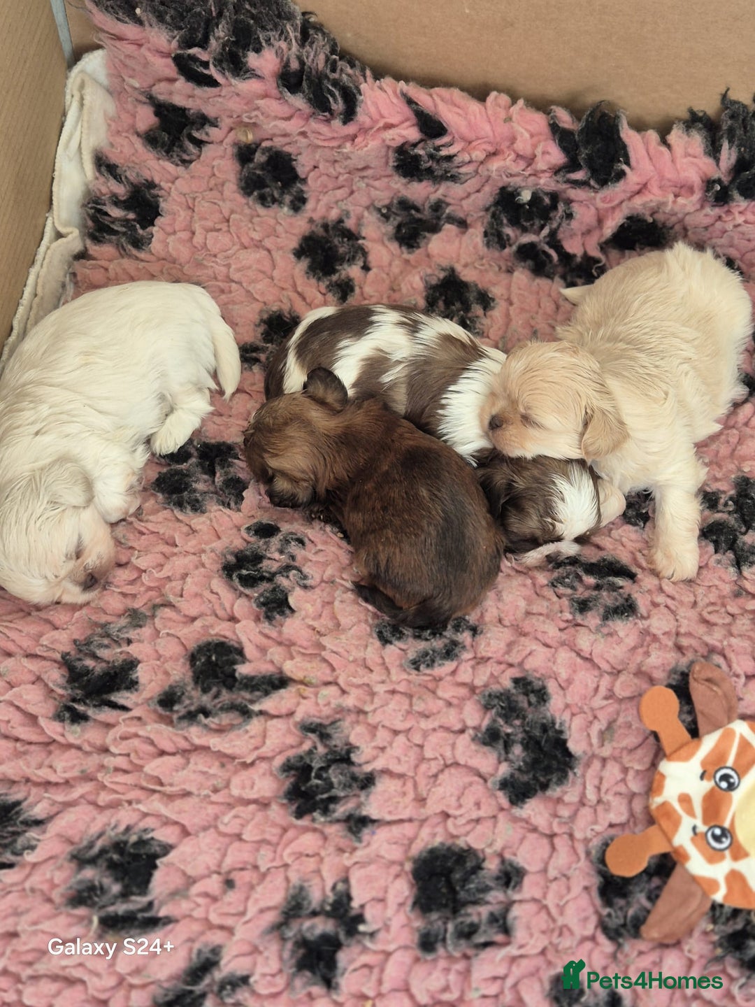 Shih Tzu dogs for sale: Outstanding Imperial Shih Tzu Pups - Image 4