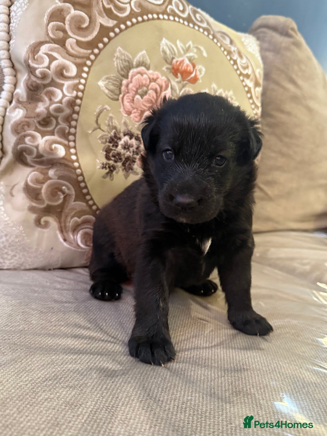 Mixed Breed dogs for sale: Beautiful Labrador x shepherd puppies - Image 7