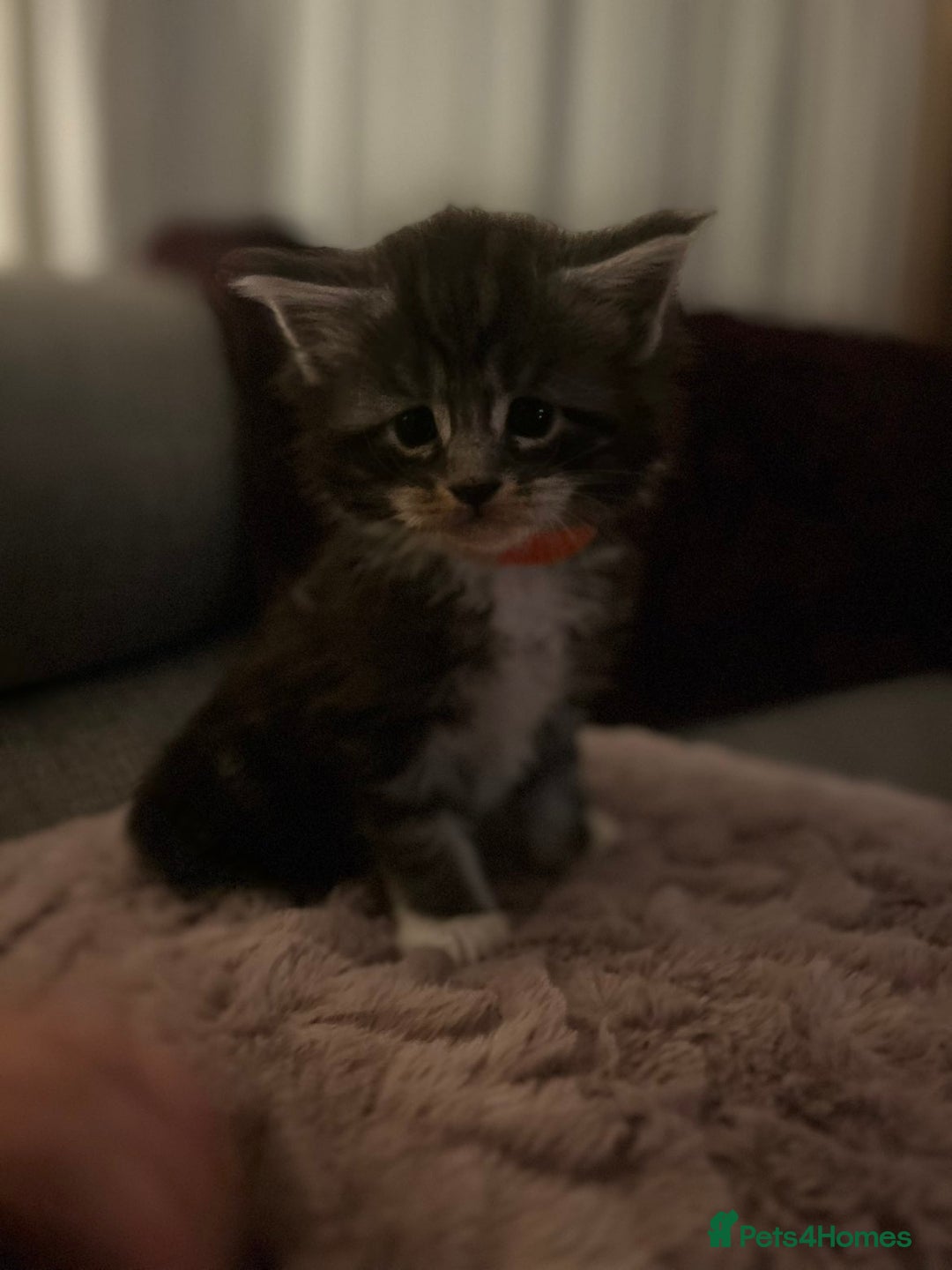 Maine Coon cats for sale: 2 boys and 1 girl  - Advert 7