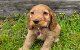 Cocker Spaniel dogs for sale: ⭐️ Show Type Cocker Spaniels ⭐️ - Image 3