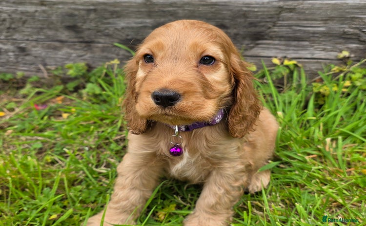 Cocker Spaniel dogs - Advert 1