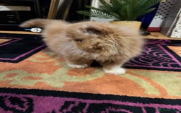 Persian cats for sale: Beautiful red/white pedigree Persian male kitten - Image 7