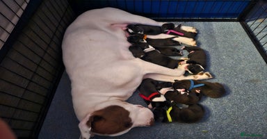Mixed Breed dogs in Chelmsford - Advert 11