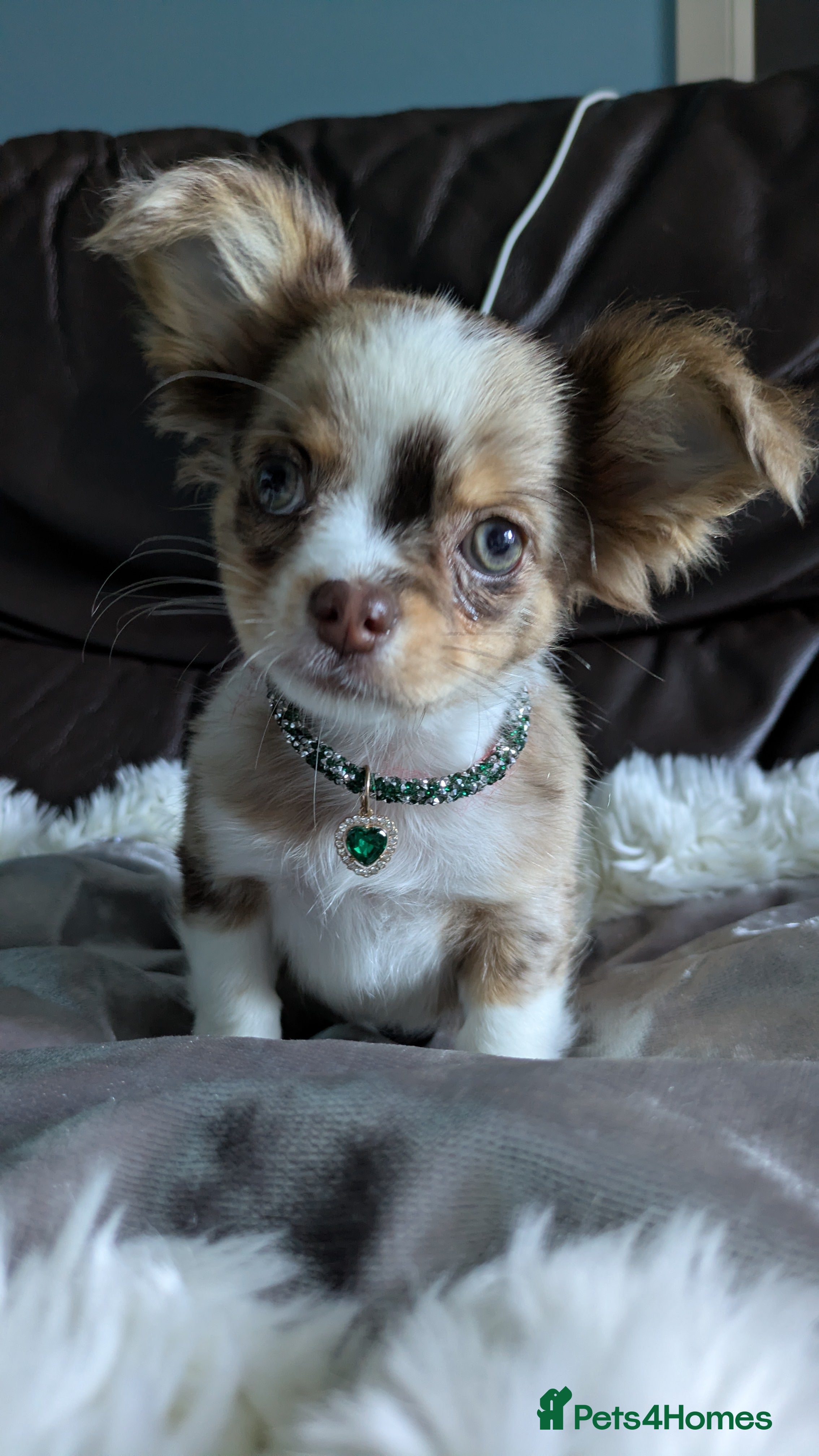 Chihuahua dogs Beautiful chihuahua puppies READY TO GO  - Advert 2