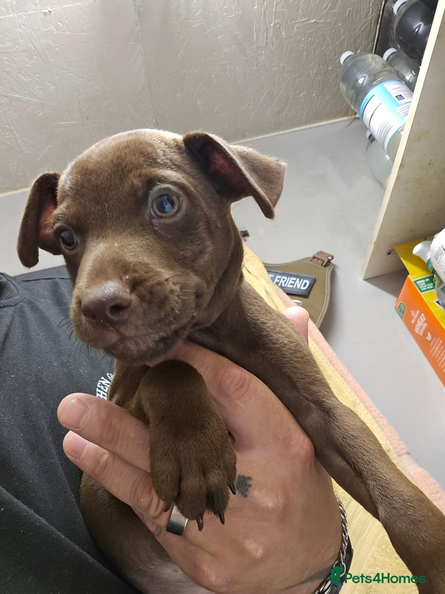 Patterdale Terrier dogs Patterdale Terriers Pups For Sale  - Advert 4