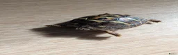 Tortoise reptiles for sale: Herman dwarf  in Banbury - Advert 2