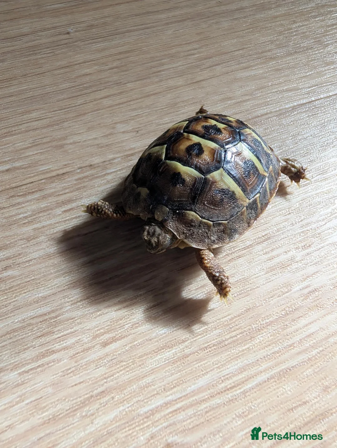Tortoise reptiles for sale: Herman dwarf  in Banbury - Advert 2