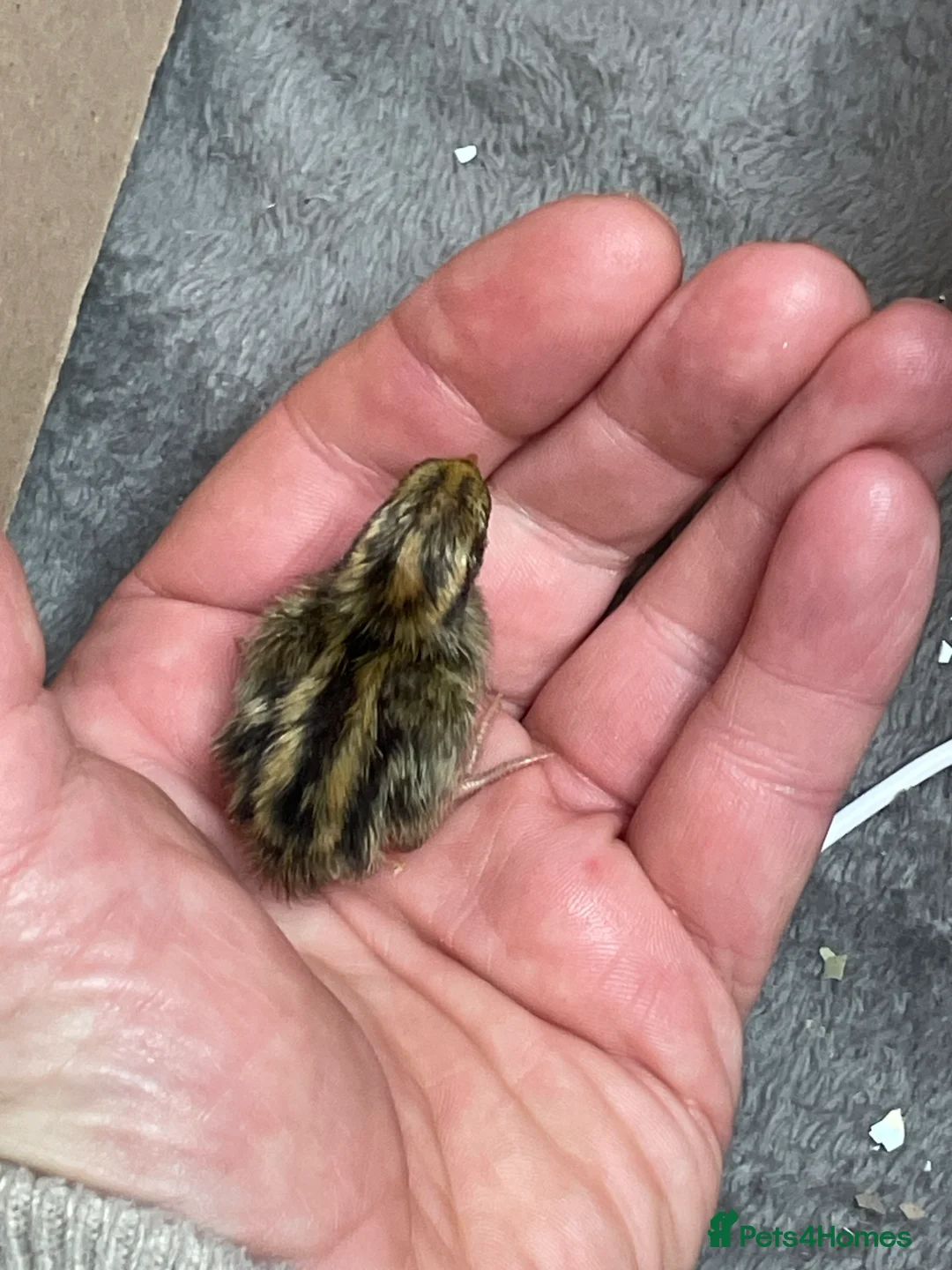 Quail poultry for sale: Chinese Painted Button Quail Chicks - Advert 4