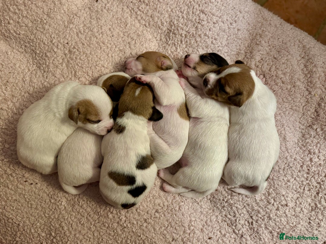 Jack Russell dogs for sale: Georgeous Jack Russell Puppy boy  in Tunbridge Wells - Image 7