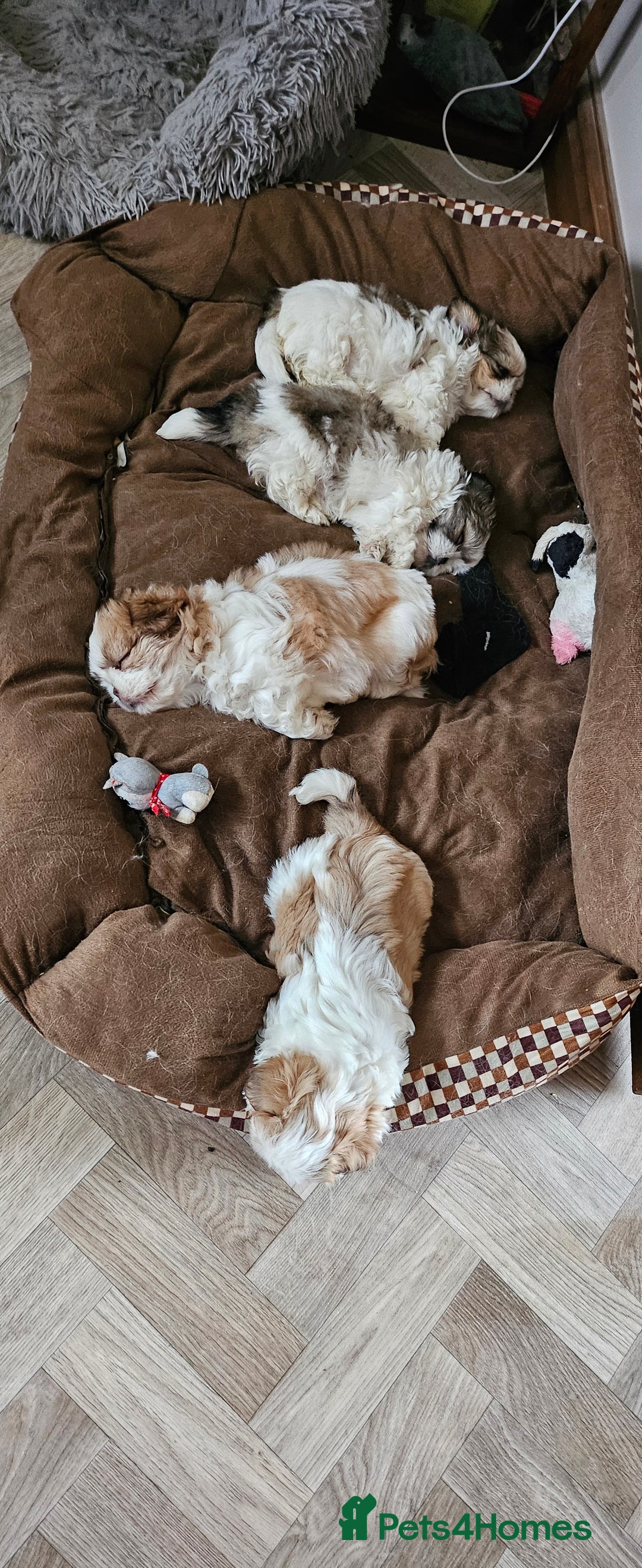 Mixed Breed dogs for sale: 4 beautiful little puppies chihuahua/shih tzu X - Advert 9