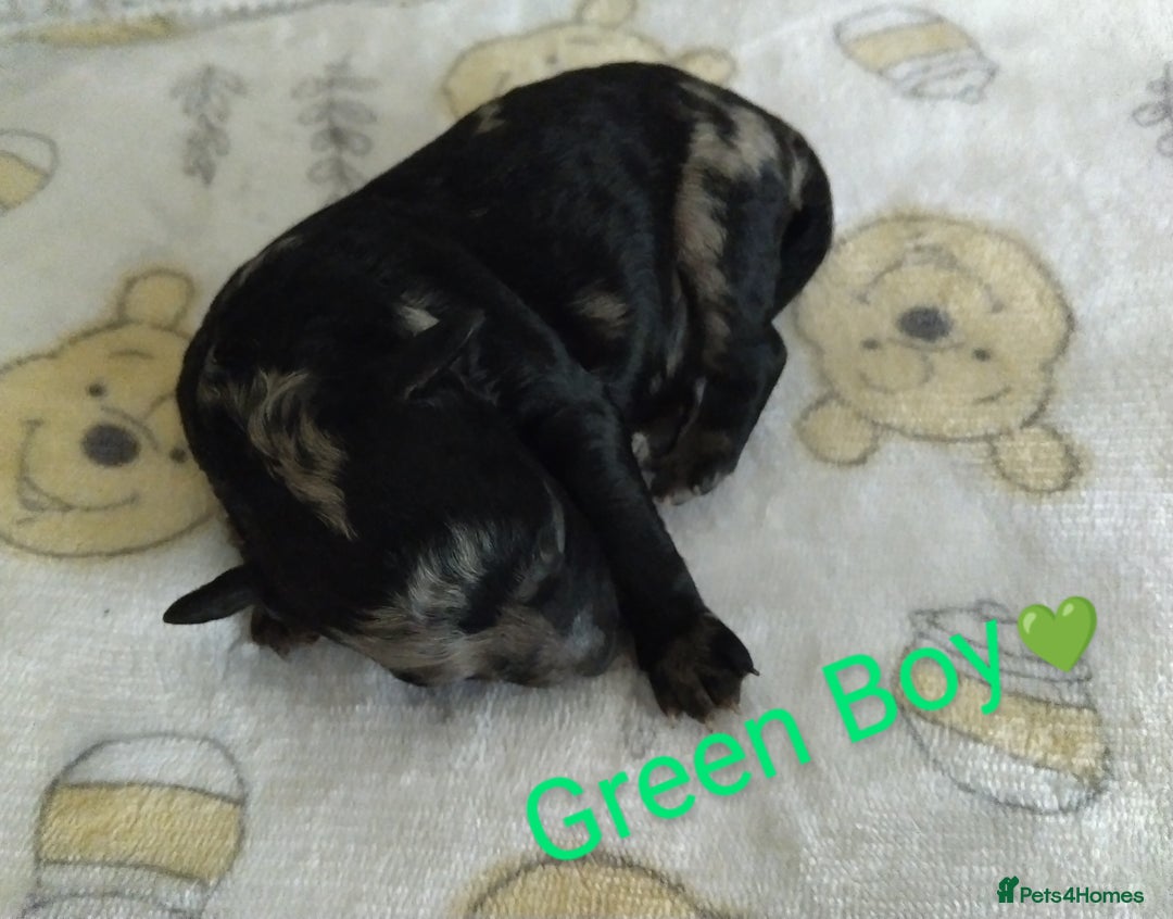 Cockapoo dogs for sale: Stunning Unique Cockapoo Puppies - Image 6