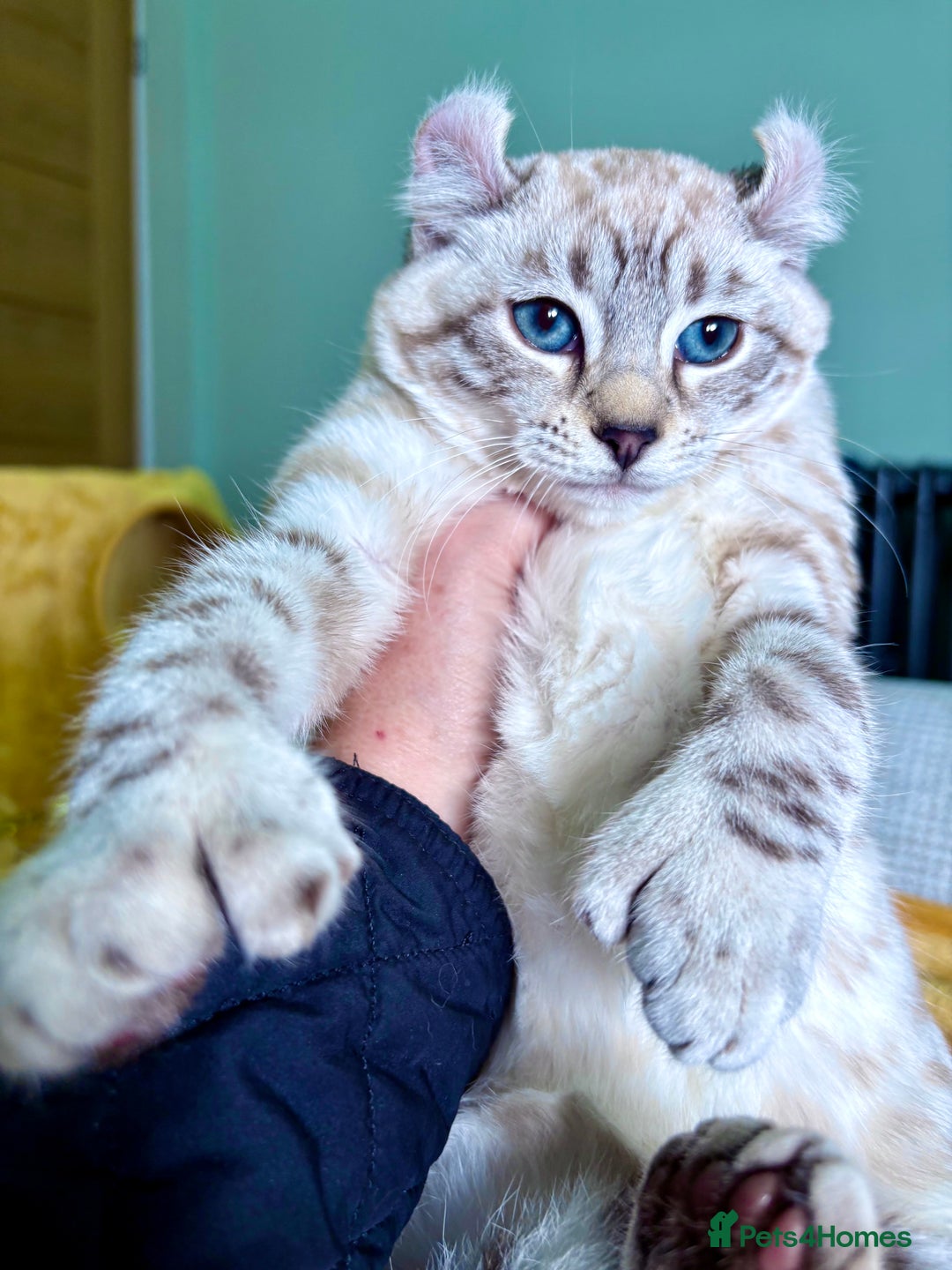 Savannah cats for sale: Breath taking wild looking girl  - Advert 31