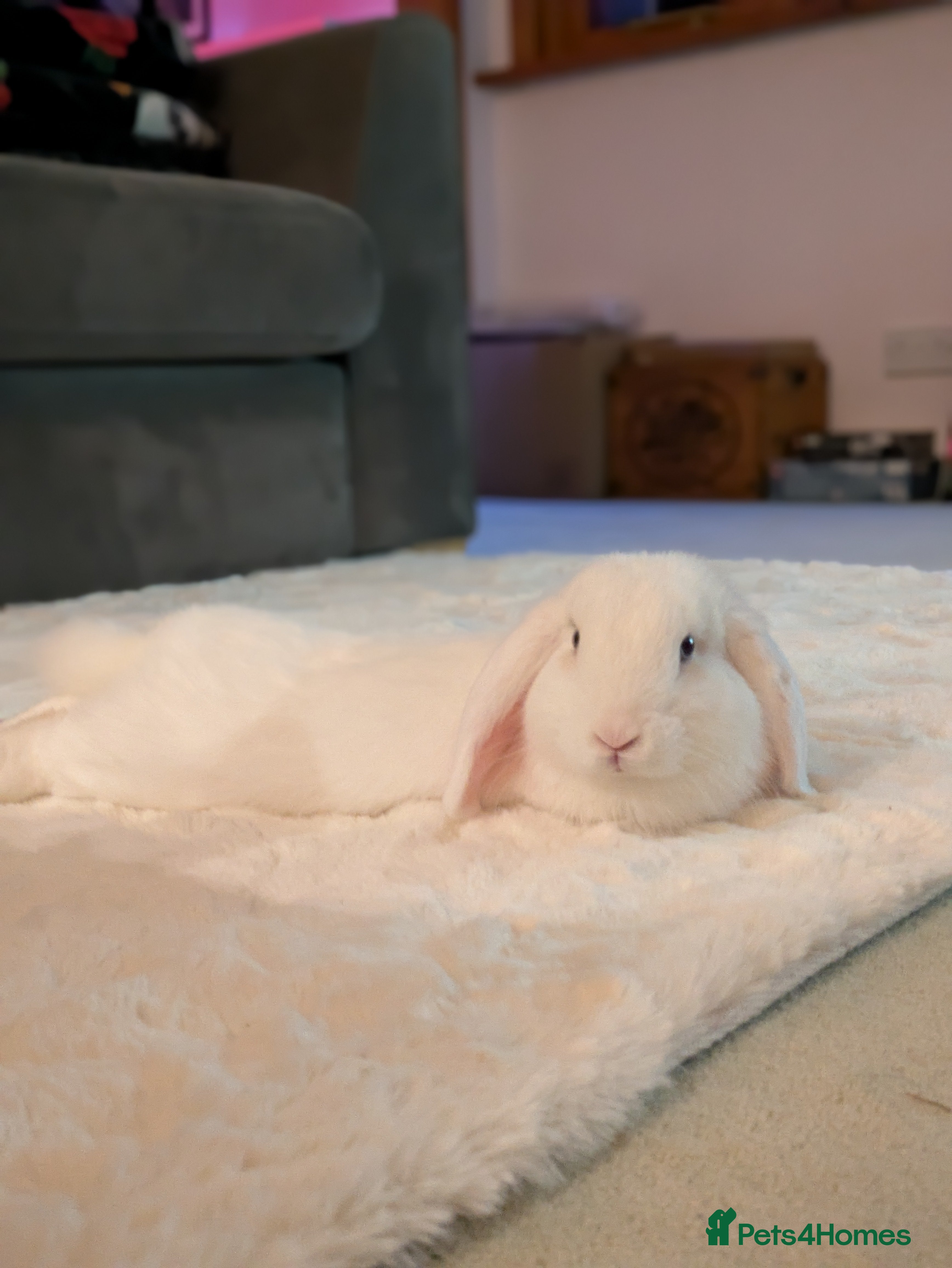 Mini Lop rabbits Jeffy  in Reading - Advert 16