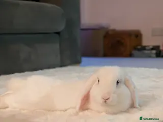 Mini Lop rabbits Jeffy in Reading - Advert 16