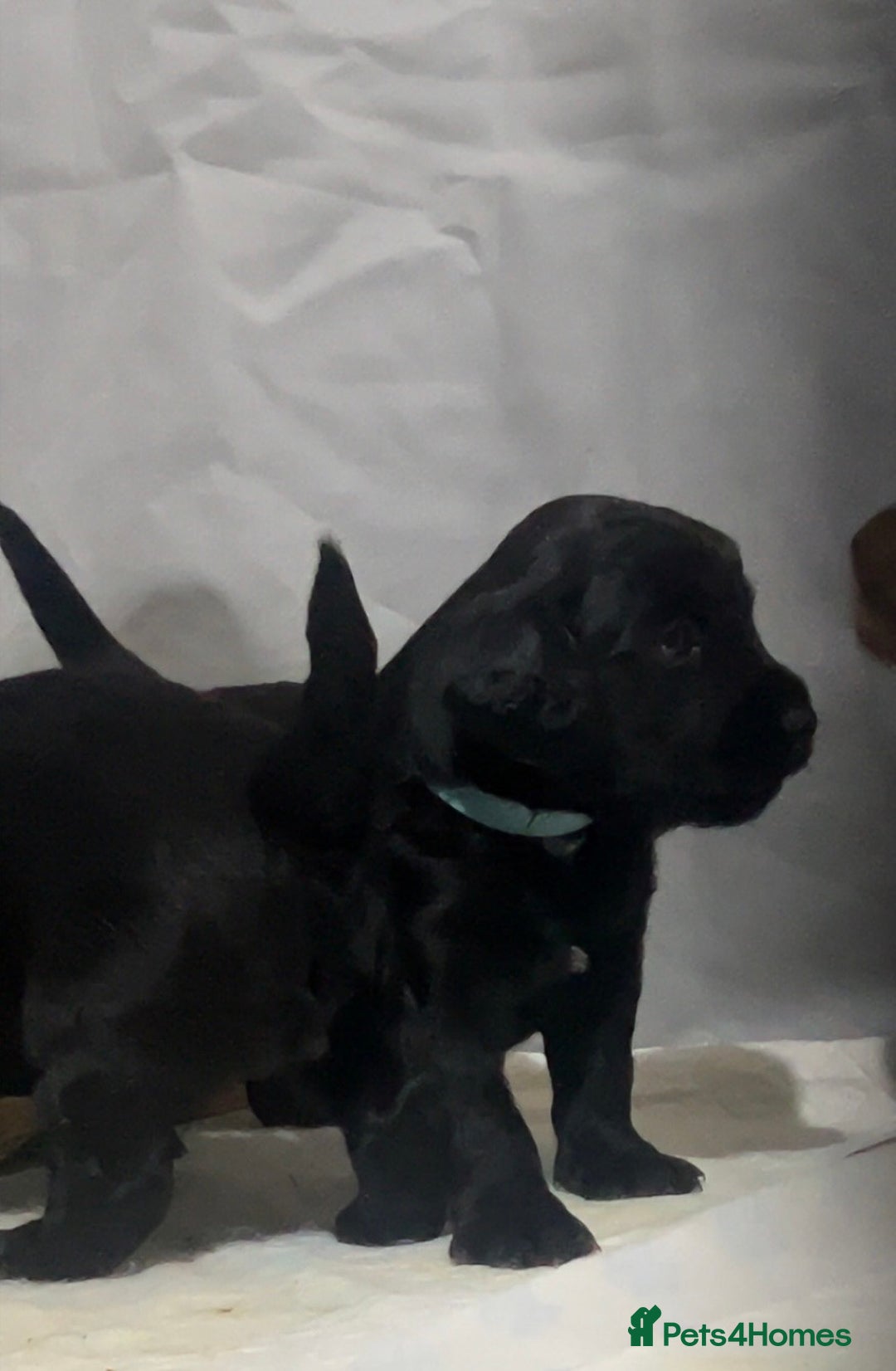 Cockapoo dogs for sale: Beautiful f2 cockapoo pups - Advert 14