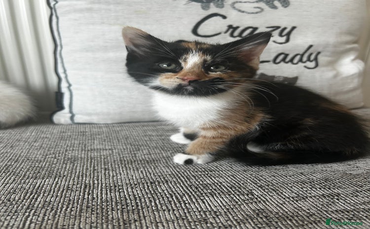 Mixed Breed cats - Advert 1