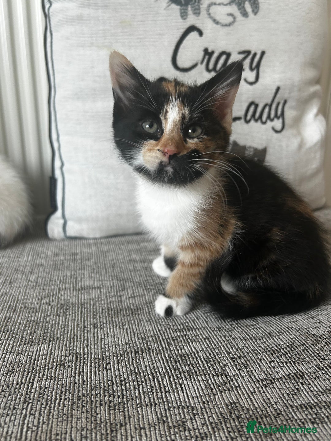 Mixed Breed cats for sale: Last girl left  - Image 1