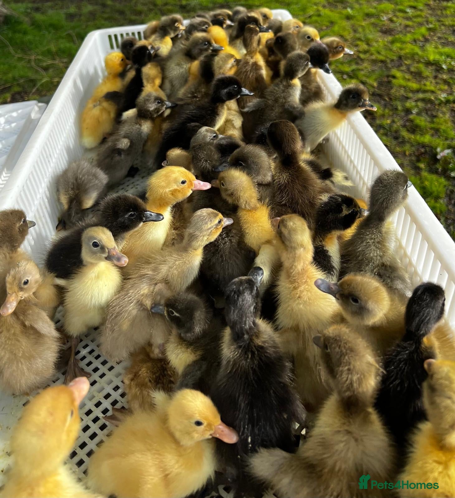 Ducks poultry Female Indian Runner Ducklings  - Advert 7